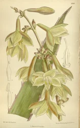 Furcraea elegans (= Furcraea stricta), Asparagaceae, Agavoideae